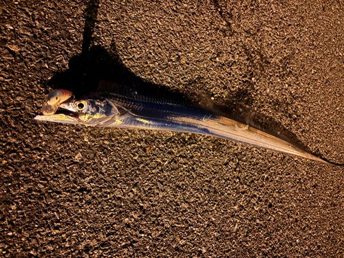 タチウオの釣果