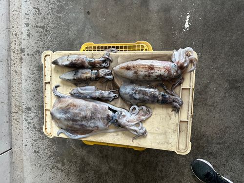 アオリイカの釣果