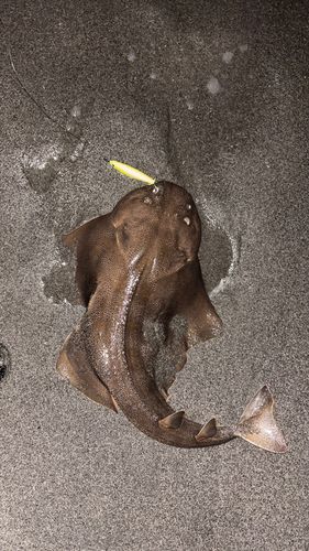 カスザメの釣果