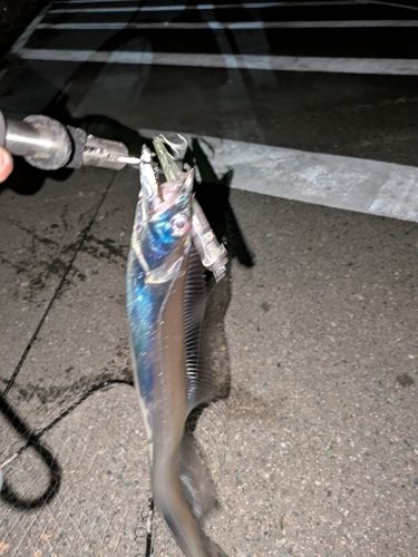 タチウオの釣果