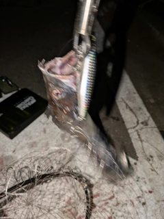 タチウオの釣果