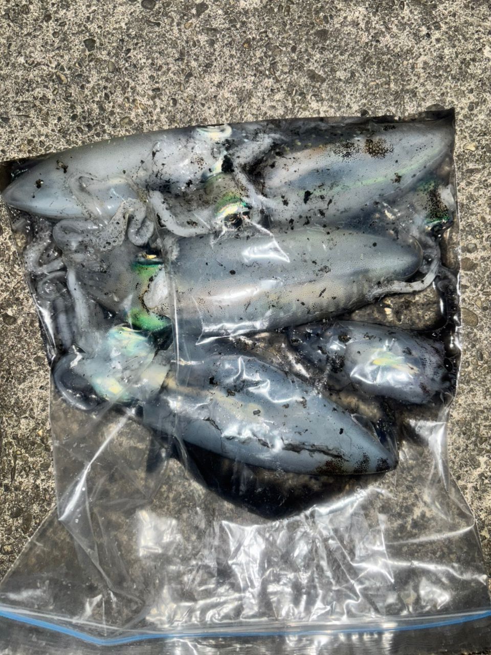 SHIMANO 21セフィア XR S86Mの最安値・インプレ・釣果 | 本音の口コミ