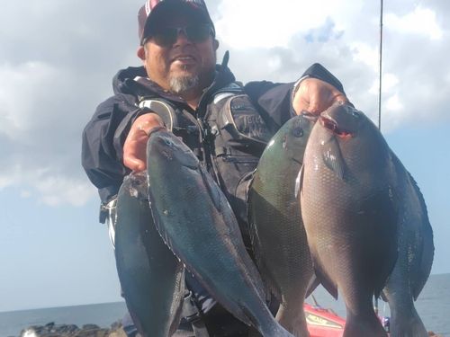 オナガグレの釣果