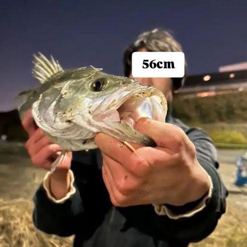 マルスズキの釣果