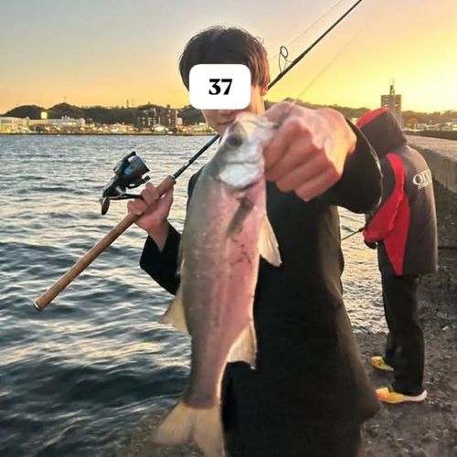 ヒラスズキの釣果