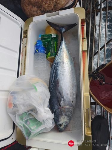 スマガツオの釣果