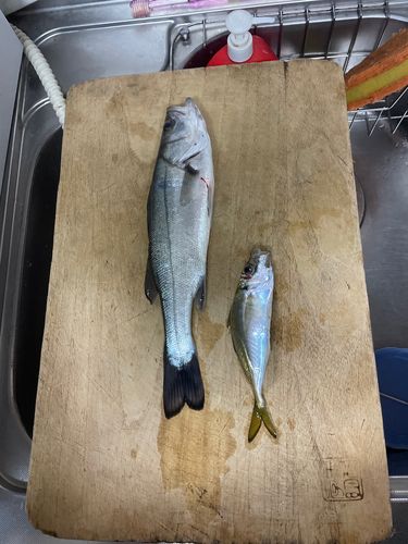 シーバスの釣果