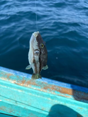 キタマクラの釣果