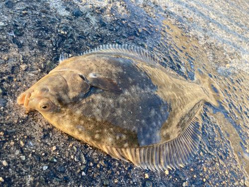 カレイの釣果