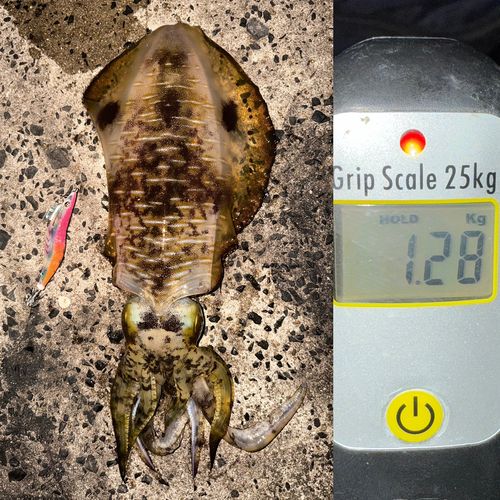 アオリイカの釣果