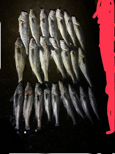 モクズガニの釣果