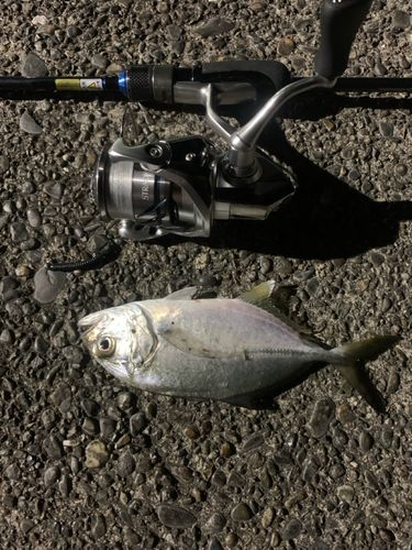 ギンガメアジの釣果