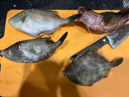 カワハギの釣果