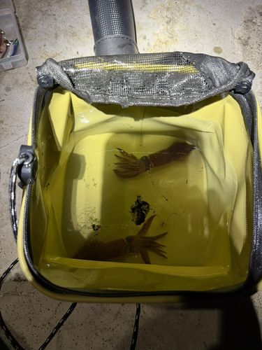 東京湾（アクアライン以北）