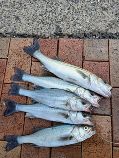 セイゴ（マルスズキ）の釣果