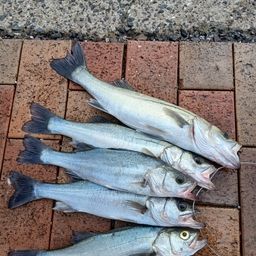 セイゴ（マルスズキ）