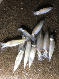 ヤリイカの釣果