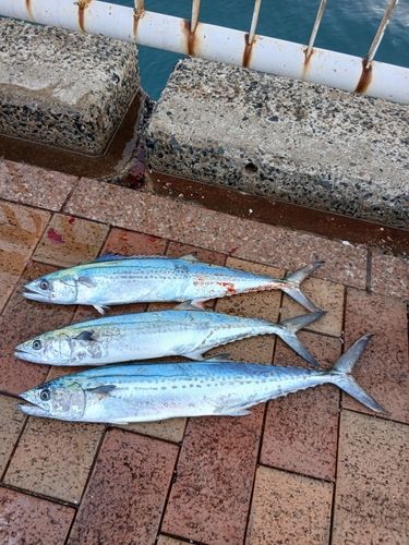 日明海峡釣り公園