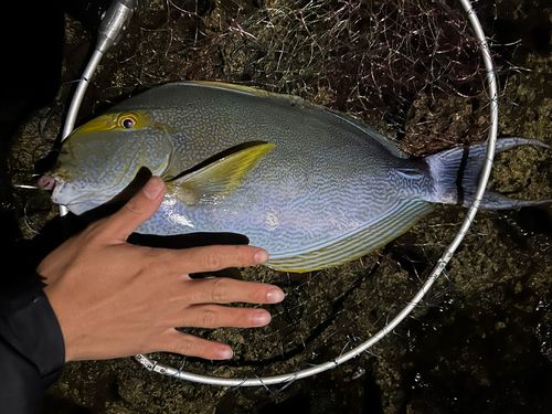 トカジャーの釣果