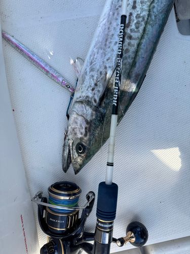 サワラの釣果