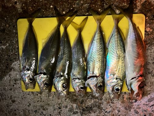 アジの釣果