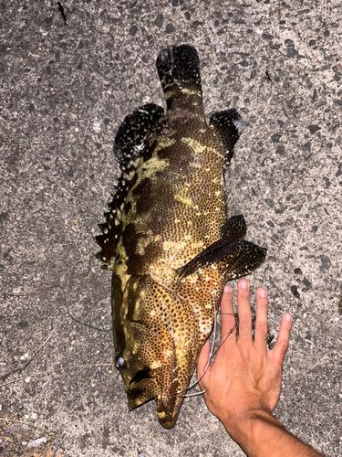 マダラハタの釣果