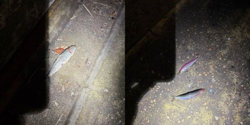 船橋港親水公園