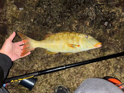 ムネアカクチビの釣果