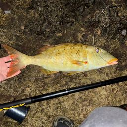 ムネアカクチビ