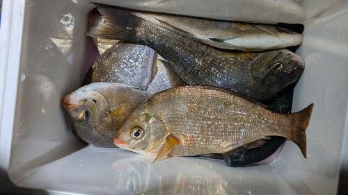 ウミタナゴの釣果