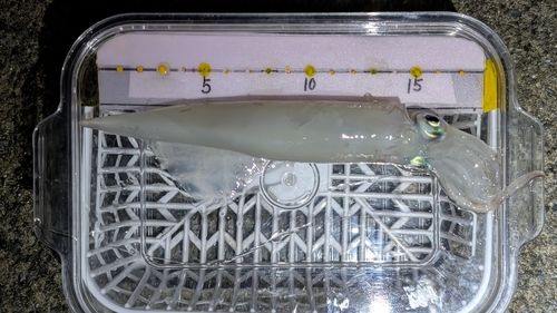 ヤリイカの釣果