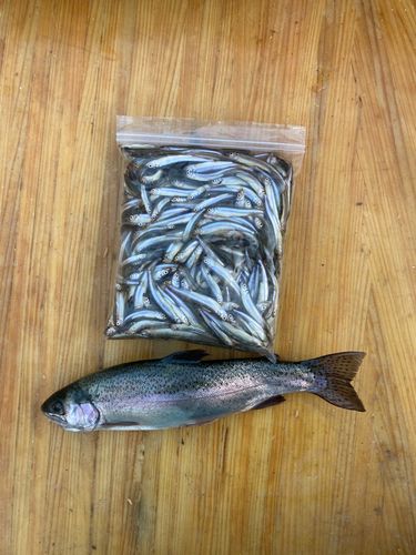 ワカサギの釣果