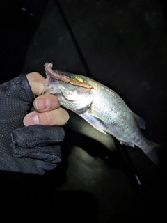 セイゴ（マルスズキ）の釣果