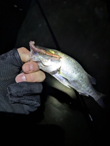 東京ゲートブリッジ付近