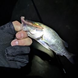 セイゴ（マルスズキ）