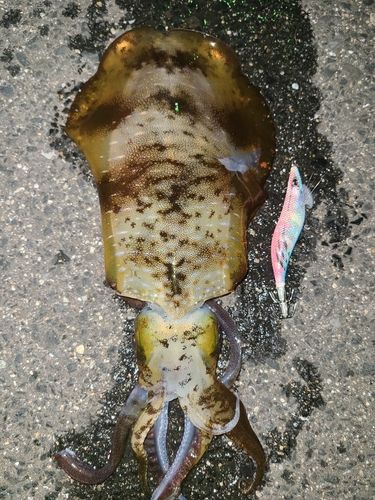 アオリイカの釣果