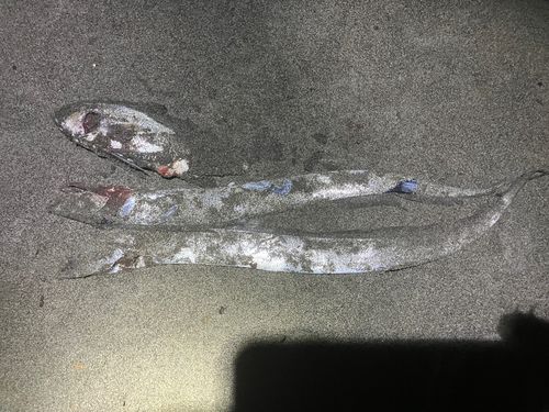 タチウオの釣果