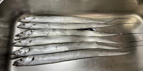 タチウオの釣果