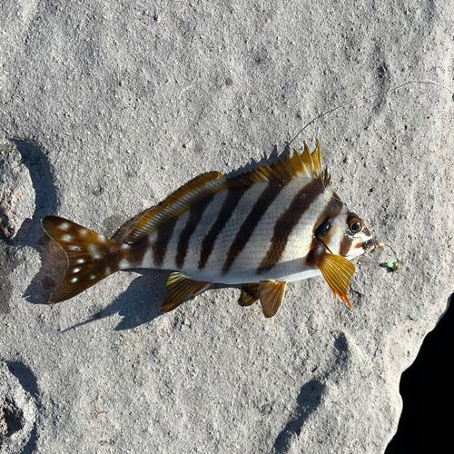 タカノハダイの釣果