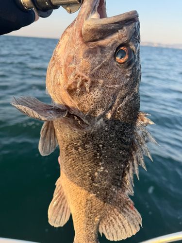 クロソイの釣果