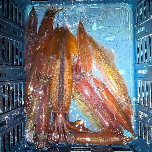 三陸海岸（岩手）