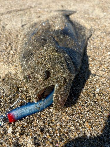 ヒラメの釣果