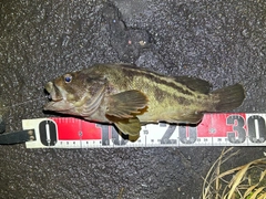 シマゾイの釣果