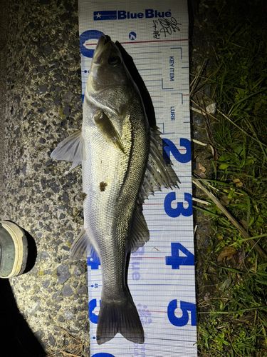 シーバスの釣果