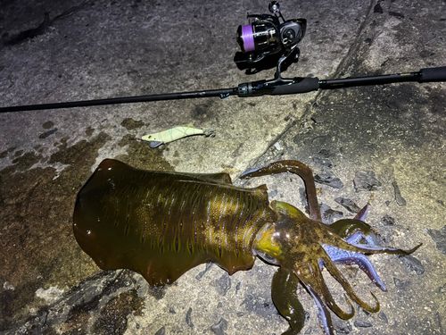 アオリイカの釣果