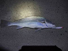 オオニベの釣果