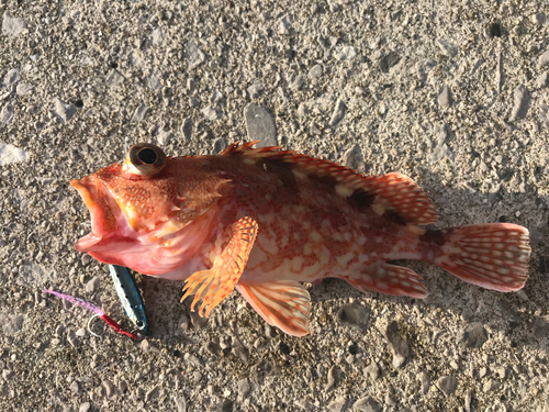 カサゴの釣果