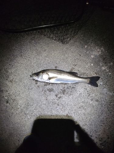 セイゴ（マルスズキ）の釣果