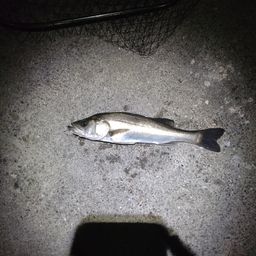 セイゴ（マルスズキ）