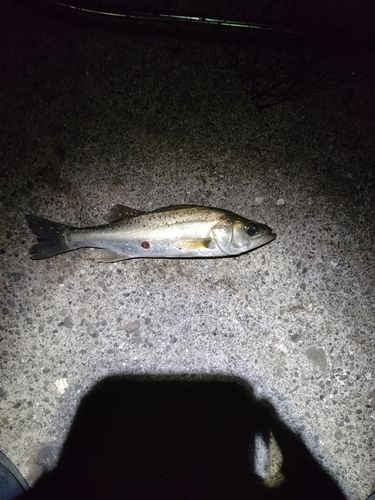 セイゴ（マルスズキ）の釣果